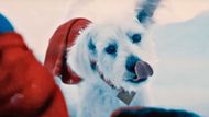 Krypto in James Gunn's Superman | Image via: DC